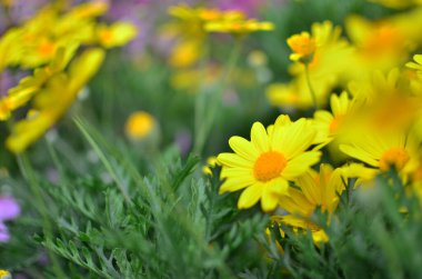 Bir bahar gününde papatya bahçesi.