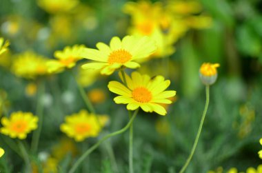 Bir bahar gününde papatya bahçesi.