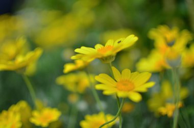 Bir bahar gününde papatya bahçesi.