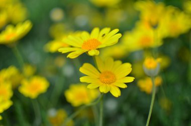 Bir bahar gününde papatya bahçesi.