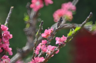 Bir şeftali çiçeği yeni yılın çiçek pazarında açar.