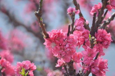 Bir şeftali çiçeği yeni yılın çiçek pazarında açar.