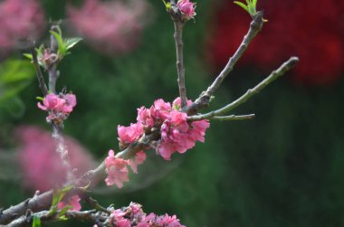 Bir şeftali çiçeği yeni yılın çiçek pazarında açar.