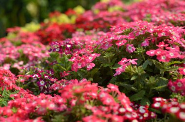 Çiçek açmış pembe verbena çiçeklerine yakın çekim