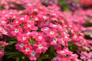 Çiçek açmış pembe verbena çiçeklerine yakın çekim