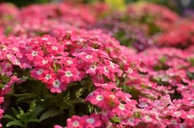 Çiçek açmış pembe verbena çiçeklerine yakın çekim