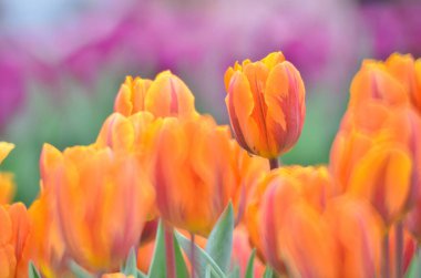 hk çiçek fuarlı renkli lale tarlası 