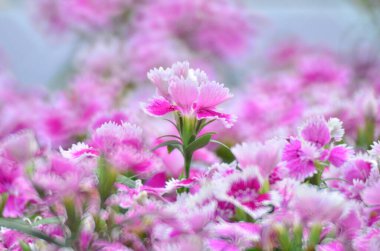 hk çiçek fuarlı renkli lale tarlası 