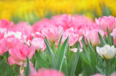 hk çiçek fuarlı renkli lale tarlası 