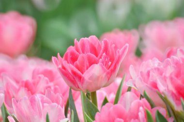 hk çiçek fuarlı renkli lale tarlası 