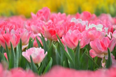 hk çiçek fuarlı renkli lale tarlası 