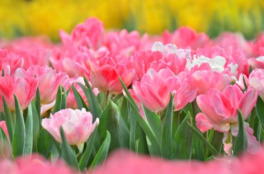 hk çiçek fuarlı renkli lale tarlası 