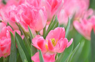 hk çiçek fuarlı renkli lale tarlası 