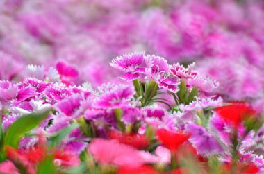 hk çiçek fuarlı renkli lale tarlası 