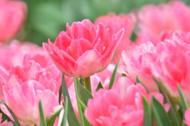 hk çiçek fuarlı renkli lale tarlası 