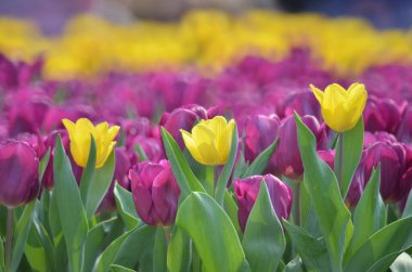 hk çiçek fuarlı renkli lale tarlası 