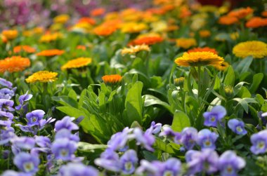 Bahçede güzel bir çiçek var.