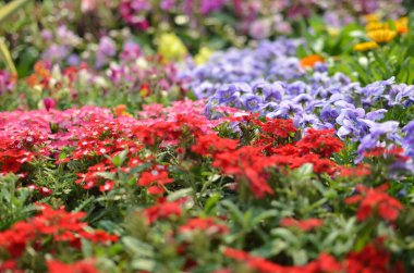 Bahçede güzel bir çiçek var.