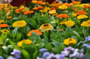 Bahçede güzel bir çiçek var.