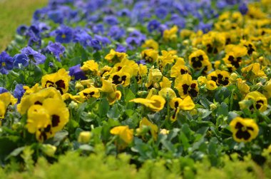 Bahçede güzel bir çiçek var.