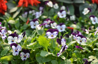 Bahçede güzel bir çiçek var.