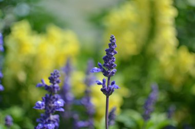 Açık havada lavanta çiçekleri.