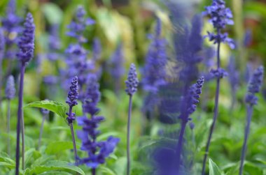 Açık havada lavanta çiçekleri.
