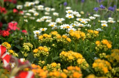Yeşil yaprakları arka plan üzerinde beyaz papatya çiçekler