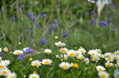 Yeşil yaprakları arka plan üzerinde beyaz papatya çiçekler