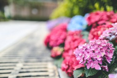 Renkli bir ortanca bahçesi, doğa konsepti.