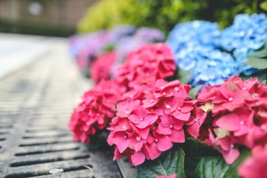 Renkli bir ortanca bahçesi, doğa konsepti.