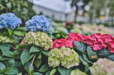 Renkli bir ortanca bahçesi, doğa konsepti.