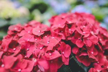 Renkli bir ortanca bahçesi, doğa konsepti.