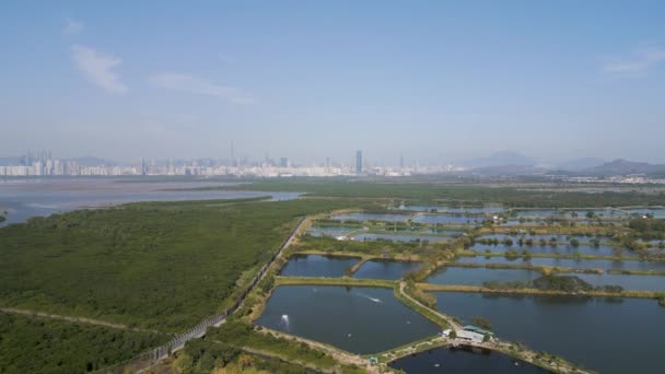 Landscape Fung Lok Wai Fish Pond Jan 2023 — Video Stock