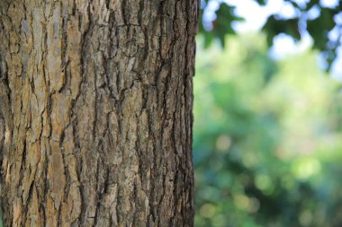 Eski Ağaç Kabuğunun Seçici Odaklanma ve Yatay Yönlendirmede Boşluğu Kopyala.