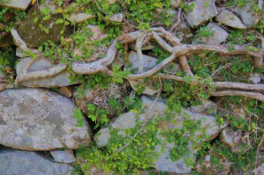 Bitki çatlak taşın üzerinde büyür..