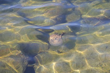Beyaz denizanası denizde dans ediyor.