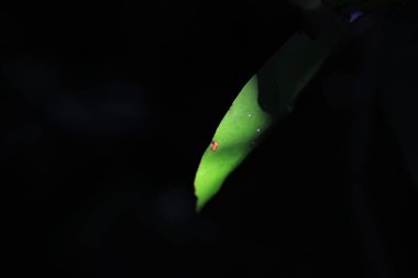 21 Ekim 2012 Çiçek açan güzel çiçeğin yakın görüntüsü