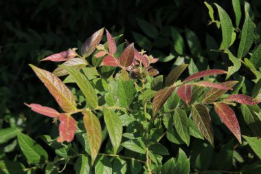 Yeşil yapraklar arka plan, bitki yaprağı