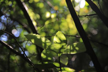 Yeşil yapraklar arka plan, bitki yaprağı