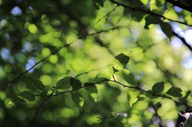 21 Ekim 2012 Yeşil yapraklar arka plan, bitki yaprağı