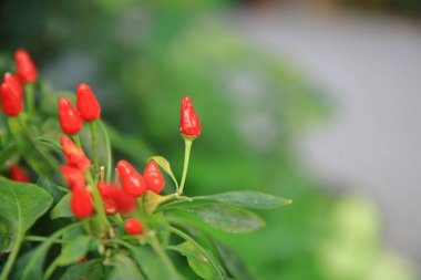 the plants at nature , the nature concept image