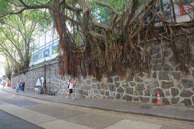 13 Oct 2012 Large banyan tree growing against a wall in the mid-levels area