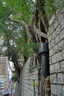 13 Oct 2012 the old tree grow at the wall