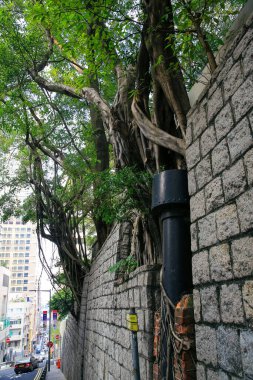 13 Oct 2012 the old tree grow at the wall