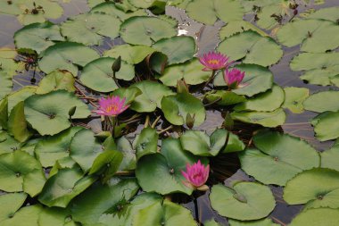 Water lilies are rooted in soil in bodies of water