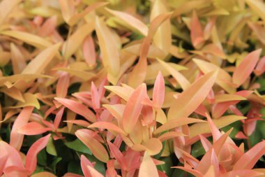 the Codiaeum variegatium or croton background. the nature concept