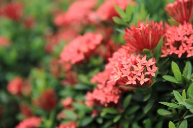 a Red Ixora flowers , the nature concept