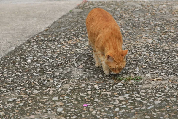 the street cat at the hong kong, the orange cat