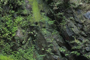 a Beautiful green moss on the floor, moss closeup